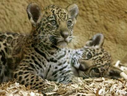 Jaguar Animal Cub. jaguar-cubs.jpg