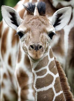 goofy-looking-baby-giraffe.jpg