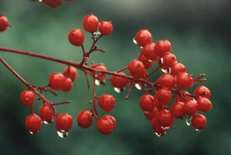 red-berry-branch.jpg